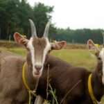 Thuringian Goats..