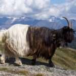 Valais Blackneck Goat