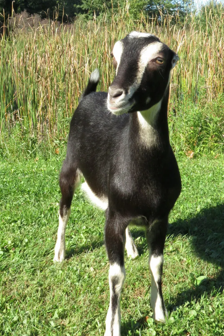 Verata Goat