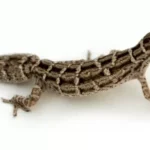 Viper-Gecko