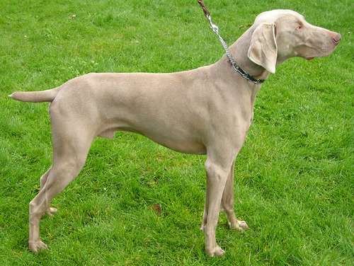 Weimaraner dog