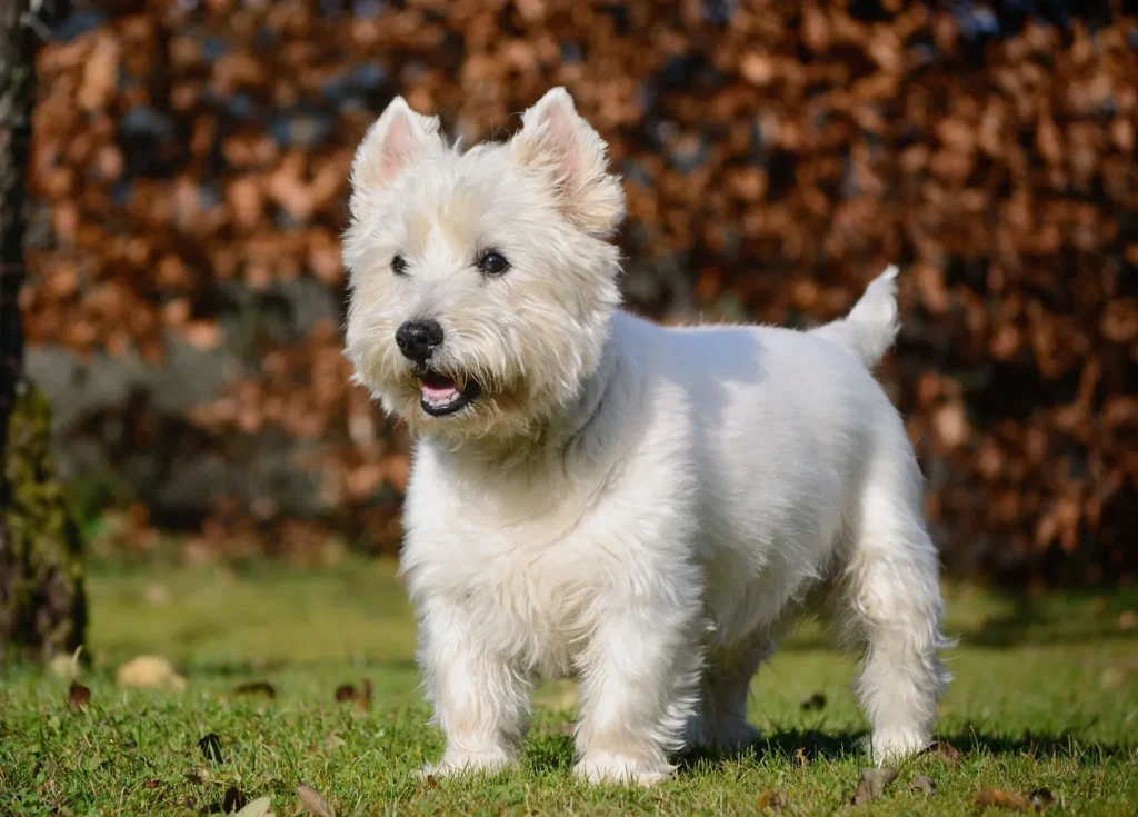 West-Highland-white-terrier dog
