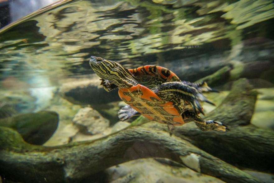 Western Painted turtles