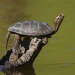 Western-pond-turtle