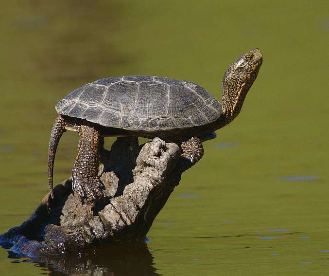 Western-pond-turtle