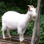 White Shorthaired Goat
