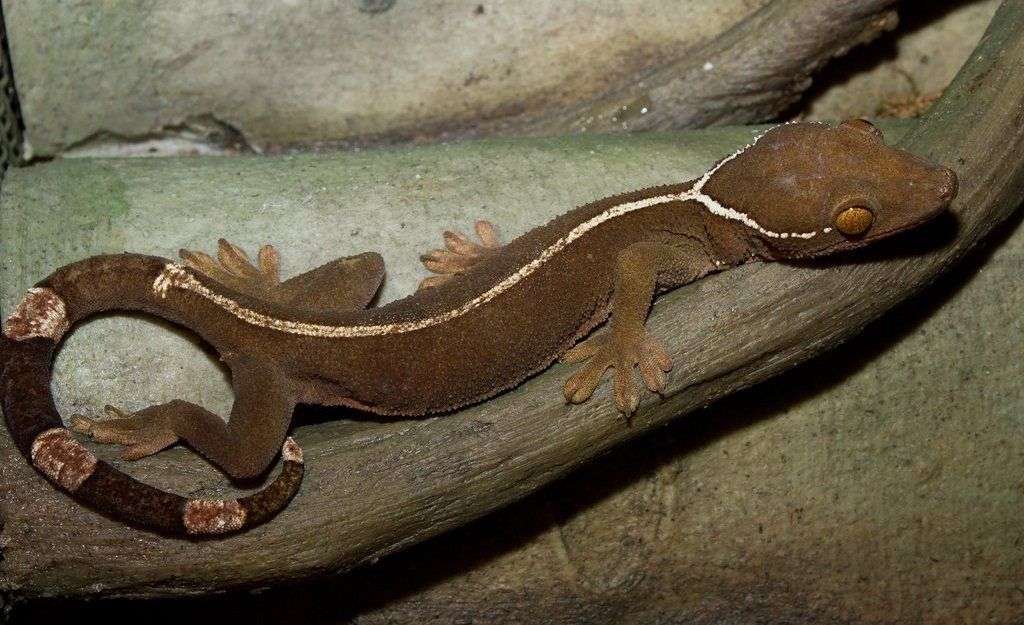 White-lined Gecko