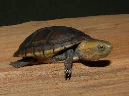 White-lipped Mud turtles