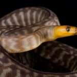 Woma-python