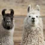 Wooly-Llama