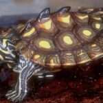 Yellow-blotched-Map Turtle