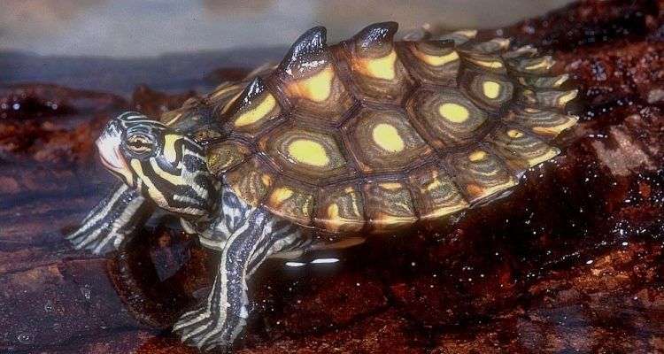 Yellow-blotched-Map Turtle