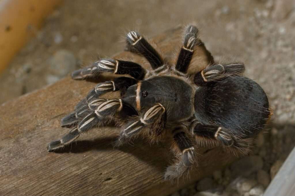 Zebra Tarantula