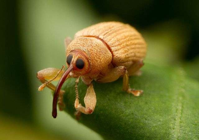 acorn-weevil