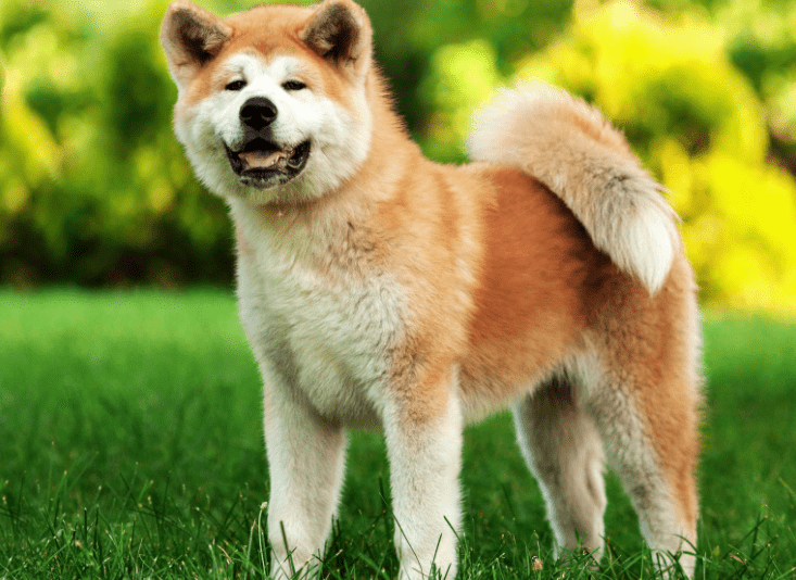 akita