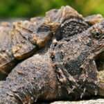 alligator-snapping-turtle