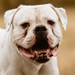 american-bulldog.