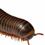 american giant milipede