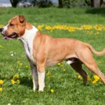 american-staffordshire-terrier.