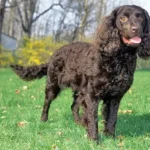 american-water-spaniel.