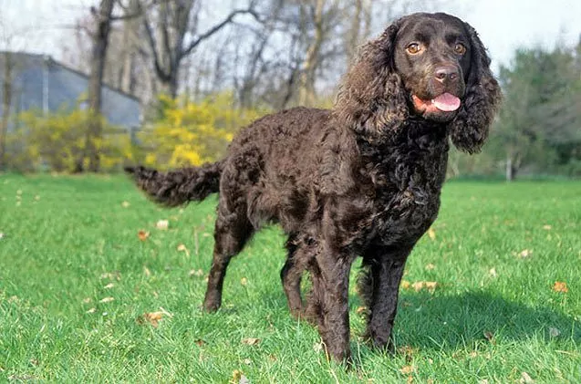 american-water-spaniel.