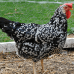 ancona chicken