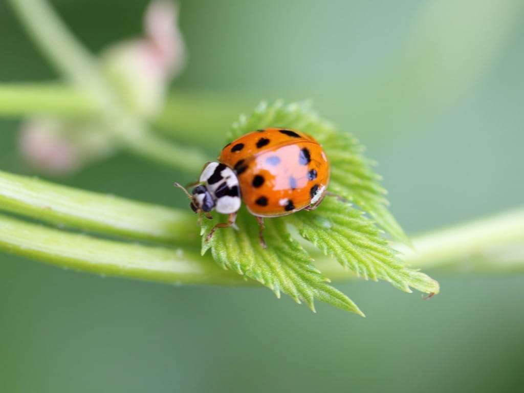 asian-lady beetle
