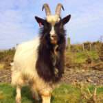 bagot-goats
