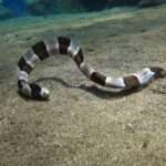 banded snake-eel