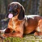 bavarian mountain scent hound