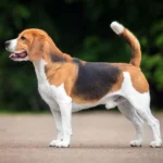 beagle