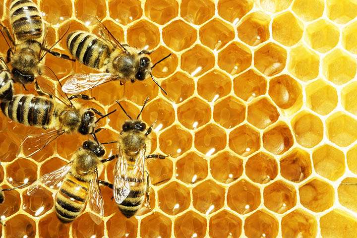 bee-honeycomb