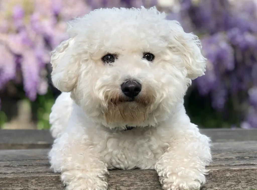 bichon-fries