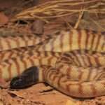 black-headed-python