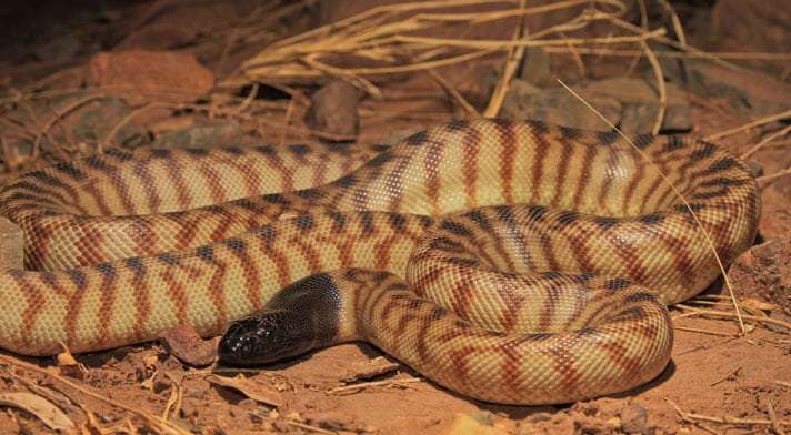 black-headed-python