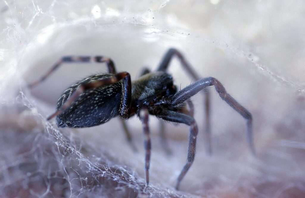 black-house-spider