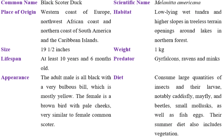 black scoter duck table
