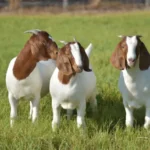 boer-goats