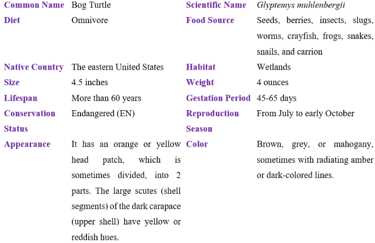 bog turtle table