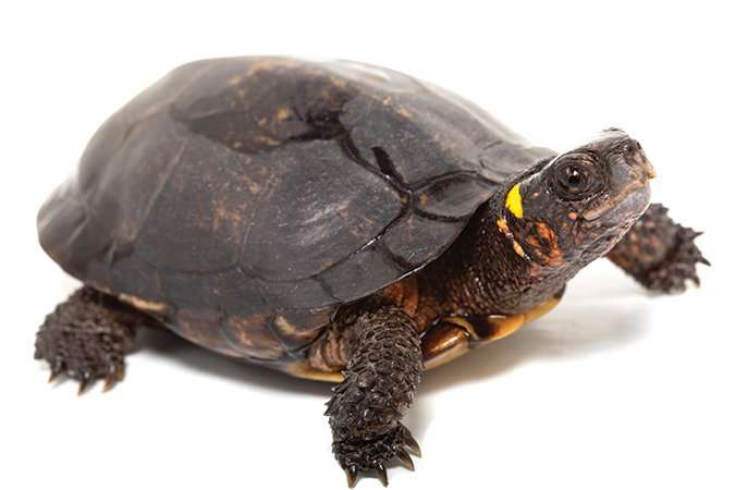 bog_turtle01
