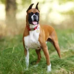 boxer dog breed