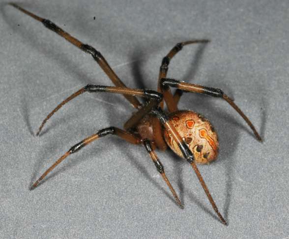 brown widow