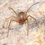 brown-recluse spider