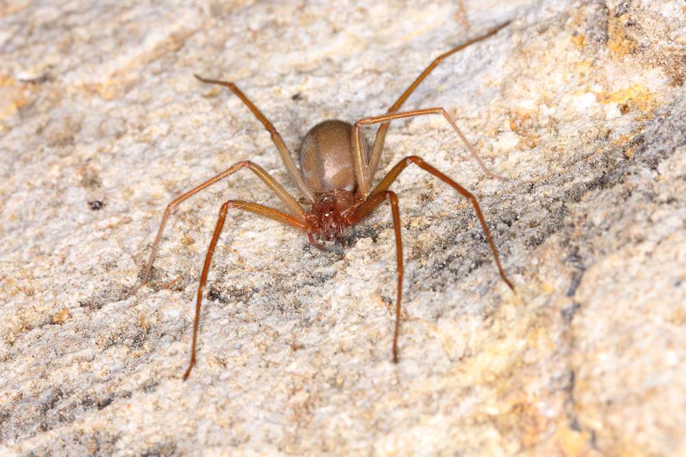 brown-recluse spider