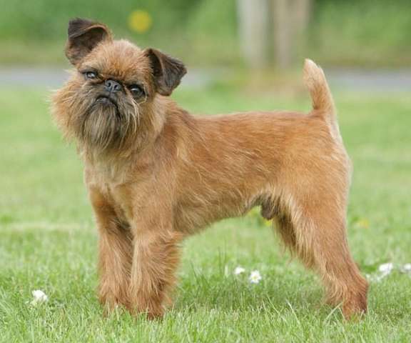 brussels griffon