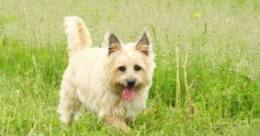 cairn terrier dog