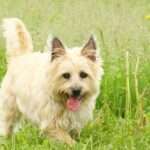 cairn terrier dog