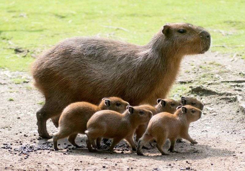 capybara