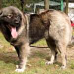 caucasian-shepherd-dog