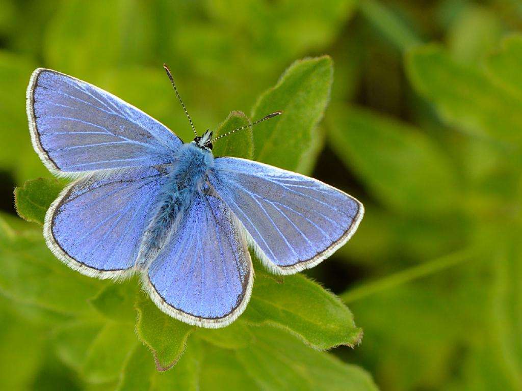 common-blue-butterfly